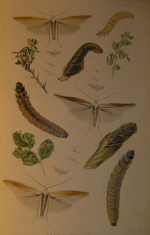 Le Coleophoridae d''Italia